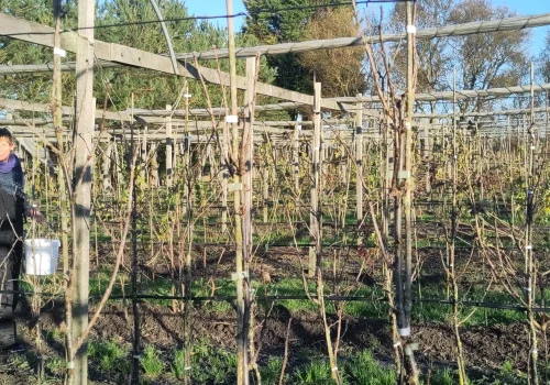 Fruitteeltbedrijf de Ring - Biodynamisch landbouw1