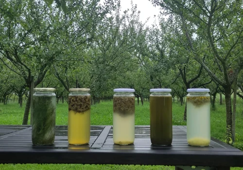 Fruitteeltbedrijf de Ring - Biodynamisch landbouw2