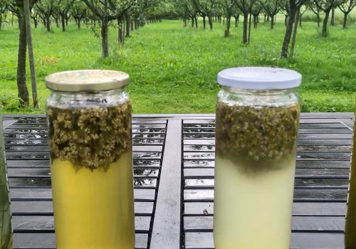 Fruitteeltbedrijf de Ring - Biodynamisch landbouw3