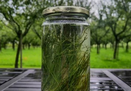 Fruitteeltbedrijf de Ring - Biodynamisch landbouw4