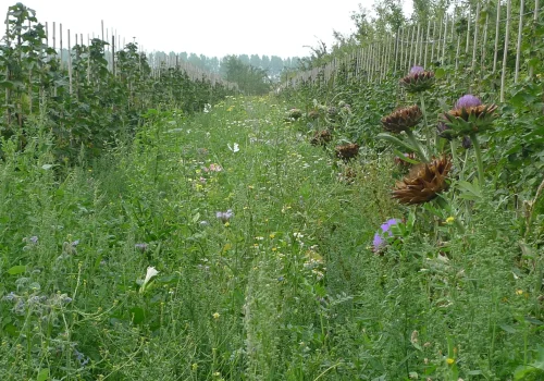 Fruitteeltbedrijf de Ring - Biodynamisch landbouw5