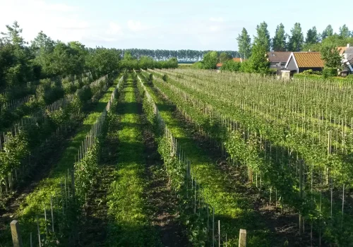 Fruitteeltbedrijf de Ring - Boomgaard1