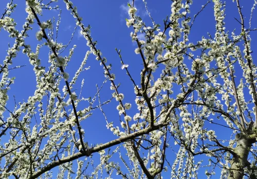 Fruitteeltbedrijf de Ring - Boomgaard10