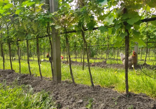 Fruitteeltbedrijf de Ring - Boomgaard11