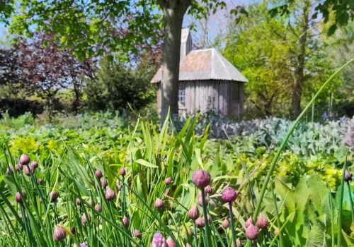 Fruitteeltbedrijf de Ring - Boomgaard14