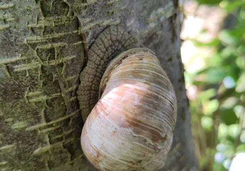 Fruitteeltbedrijf de Ring - Boomgaard16