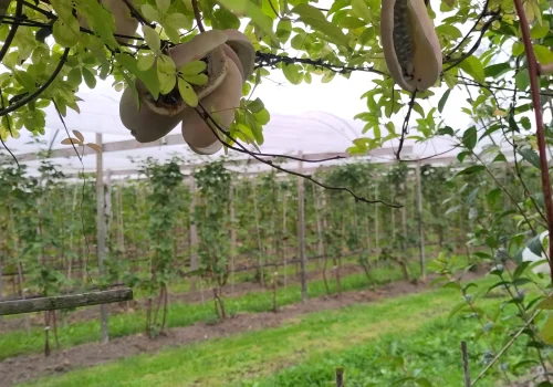 Fruitteeltbedrijf de Ring - Boomgaard18