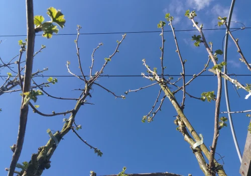 Fruitteeltbedrijf de Ring - Boomgaard19