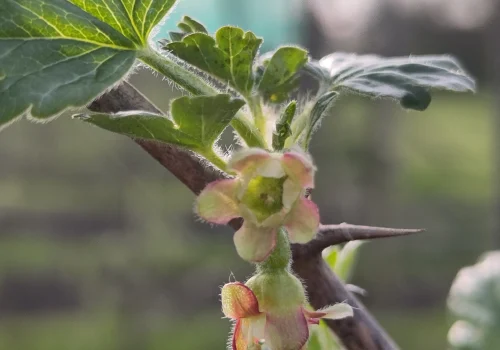 Fruitteeltbedrijf de Ring - Boomgaard20