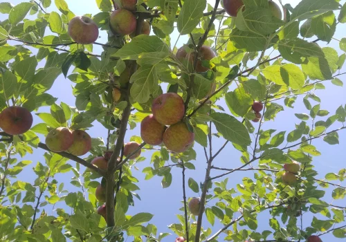 Fruitteeltbedrijf de Ring - Boomgaard21