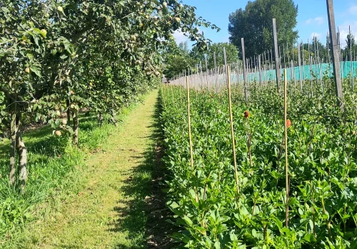 Fruitteeltbedrijf de Ring - Boomgaard22