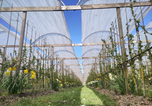 Fruitteeltbedrijf de Ring - Boomgaard23