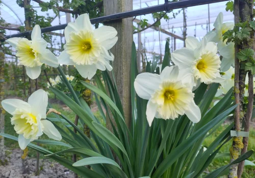 Fruitteeltbedrijf de Ring - Boomgaard24