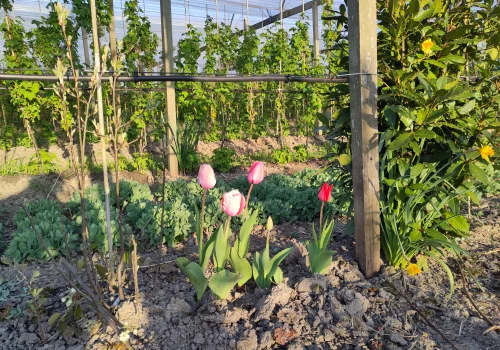 Fruitteeltbedrijf de Ring - Boomgaard25