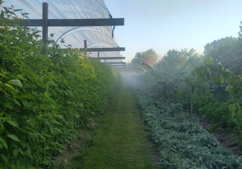Fruitteeltbedrijf de Ring - Boomgaard26