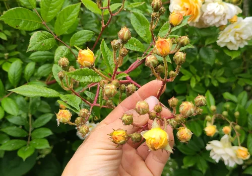 Fruitteeltbedrijf de Ring - Boomgaard28