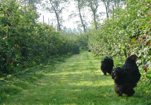 Fruitteeltbedrijf de Ring - Boomgaard29