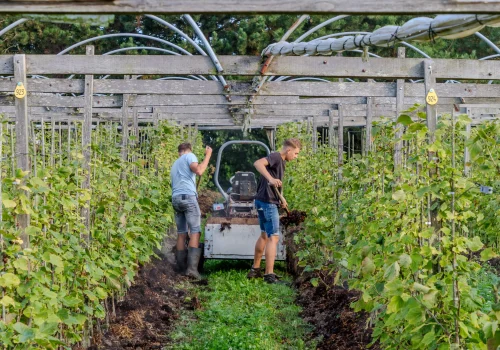 Fruitteeltbedrijf de Ring - Boomgaard3