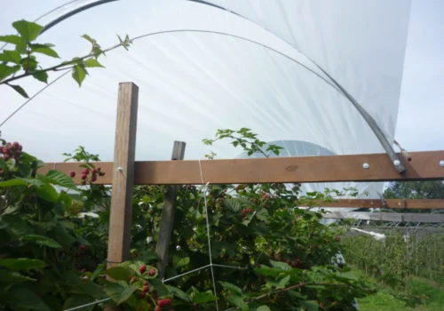 Fruitteeltbedrijf de Ring - Boomgaard30