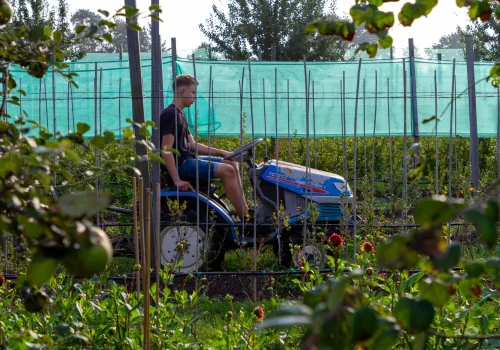 Fruitteeltbedrijf de Ring - Boomgaard4