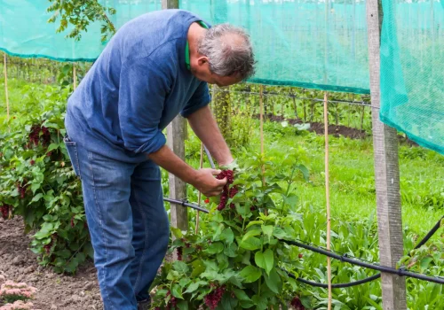 Fruitteeltbedrijf de Ring - Boomgaard5
