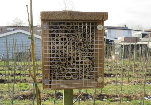 Fruitteeltbedrijf de Ring - Boomgaard7