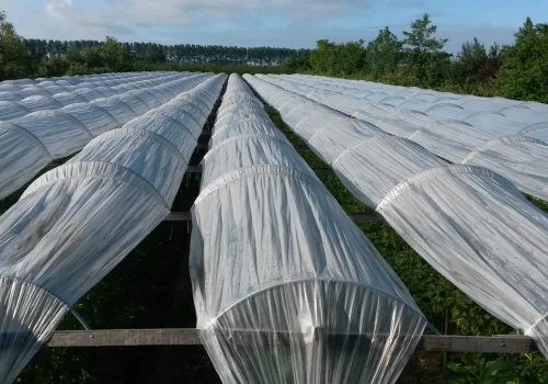 Fruitteeltbedrijf de Ring - Teelt kleinfruit1