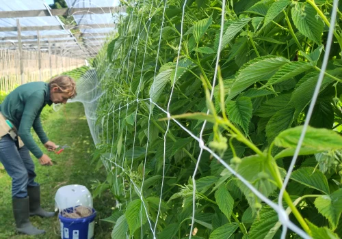 Fruitteeltbedrijf de Ring - Teelt kleinfruit10