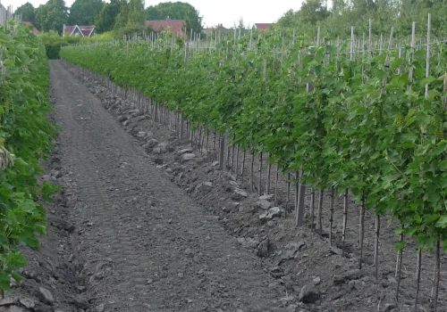 Fruitteeltbedrijf de Ring - Teelt kleinfruit11