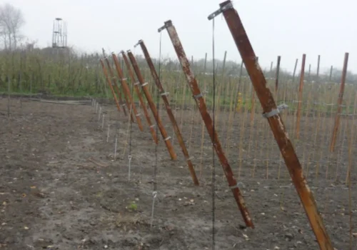Fruitteeltbedrijf de Ring - Teelt kleinfruit12