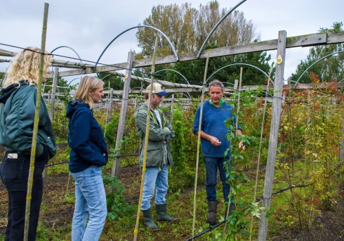 Fruitteeltbedrijf de Ring - Teelt kleinfruit2