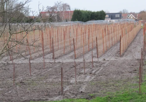 Fruitteeltbedrijf de Ring - Teelt kleinfruit3