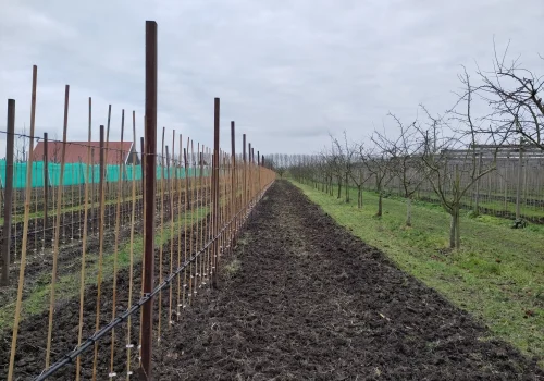 Fruitteeltbedrijf de Ring - Teelt kleinfruit4