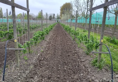 Fruitteeltbedrijf de Ring - Teelt kleinfruit5