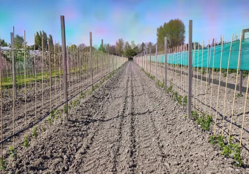 Fruitteeltbedrijf de Ring - Teelt kleinfruit6