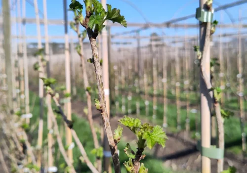 Fruitteeltbedrijf de Ring - Teelt kleinfruit8