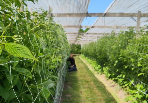 Werken bij Fruitteeltbedrijf de Ring14