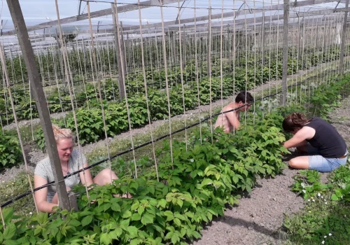 Werken bij Fruitteeltbedrijf de Ring15