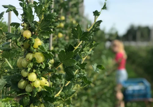 Werken bij Fruitteeltbedrijf de Ring16
