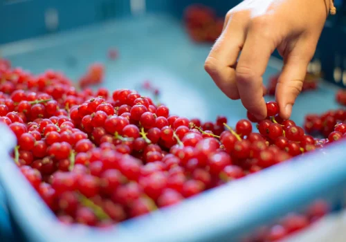 Werken bij Fruitteeltbedrijf de Ring19