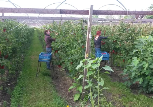 Werken bij Fruitteeltbedrijf de Ring2