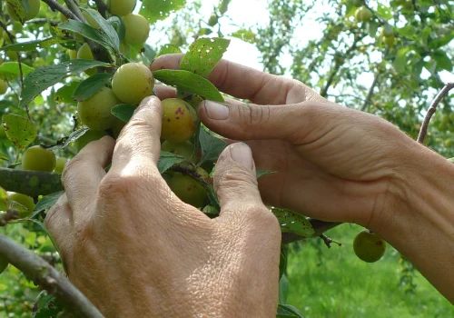 Werken bij Fruitteeltbedrijf de Ring24