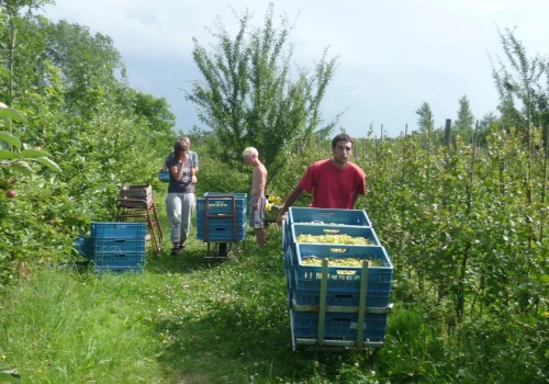 Werken bij Fruitteeltbedrijf de Ring25