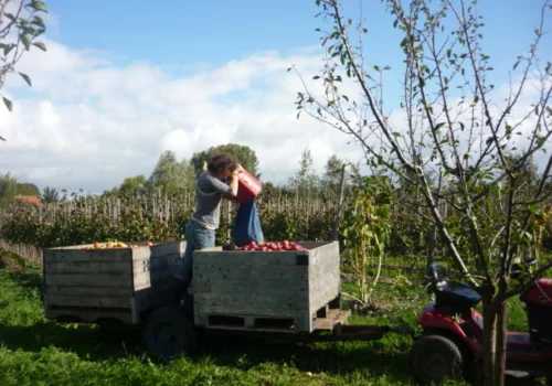 Werken bij Fruitteeltbedrijf de Ring28