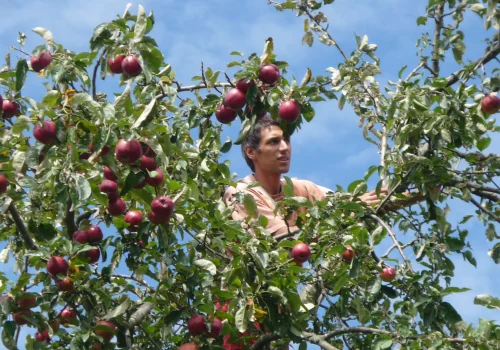Werken bij Fruitteeltbedrijf de Ring3