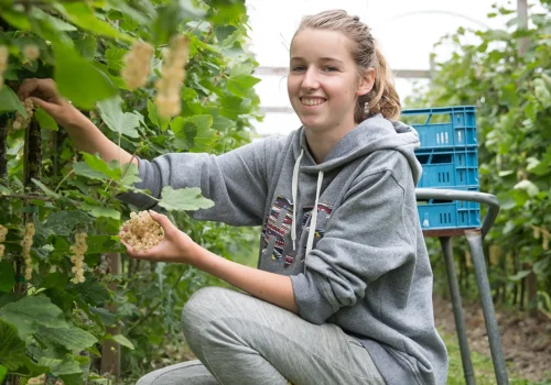 Werken bij Fruitteeltbedrijf de Ring31