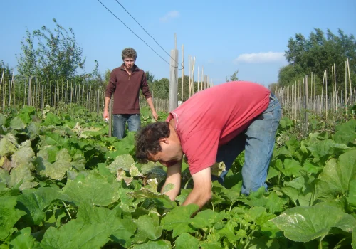 Werken bij Fruitteeltbedrijf de Ring6